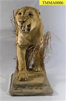Lion Collection Image, Figure 7, Total 14 Figures